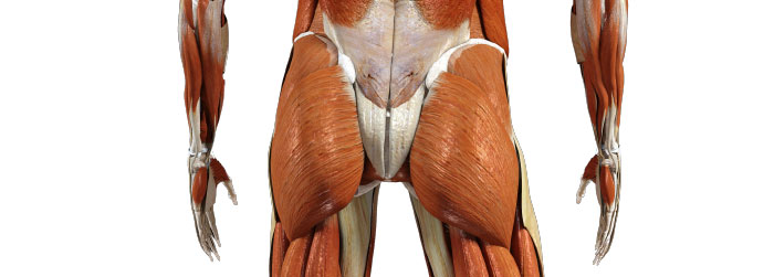 Best Exercises for the Gluteus Maximus