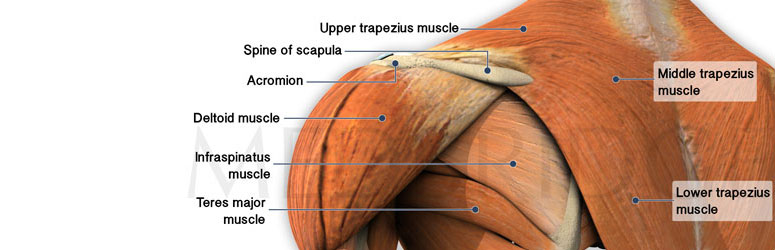 Best Exercises for the Trapezius Muscle