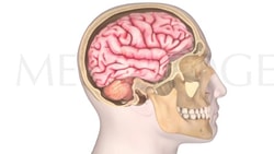 Illustration of a side view of the skull and brain anatomy by medbridge.