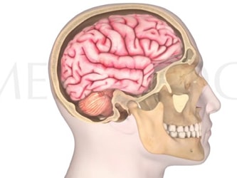 Illustration of a side view of the skull and brain anatomy by medbridge.