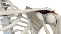 Diagram of a shoulder displaying the scapula, clavicle, humerus, tendons, and joint.