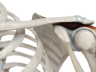 Diagram of a shoulder displaying the scapula, clavicle, humerus, tendons, and joint.