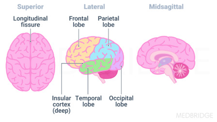 Diagram showing brain anatomy with labeled views and features, supporting healthcare education from a digital Medbridge perspective.