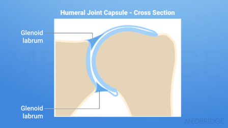 Diagram of the humeral joint capsule and glenoid labrum from medbridge healthcare education.