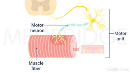 Diagram of a motor unit with neuron and muscle fibers, highlighting neural links crucial for digital healthcare models, related to medbridge.