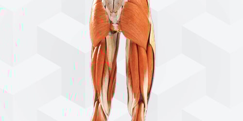 A diagram of leg muscles showing muscle groups and tendons on a geometric background for healthcare training, ideal for medbridge.