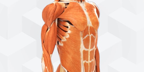 Illustration of human chest, abdomen, and arm muscles on Medbridge for healthcare education.