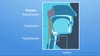 Diagram of human pharynx and larynx sections for medbridge use.