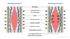 Cross-section diagram of tissue under bandage compression, showing resting vs. working pressure effects on skin, vessels, and muscles for medbridge healthcare education.