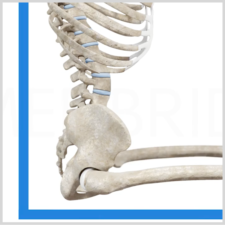 Side view of a highlighted human spine on a skeleton, symbolizing digital healthcare's role in medical training by Medbridge.