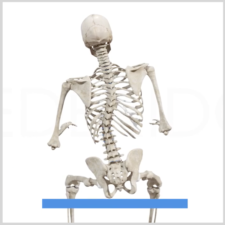 A rear view of a human skeleton model highlighting the spine, ribs, pelvis, and skull on a white background for Medbridge education.