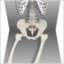 Medbridge rendering focuses on the human spine, pelvis, and femurs for healthcare education.
