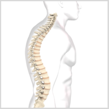 Illustration of an aligned human spine within a semi-transparent figure, enhanced by digital healthcare elements, emphasizing modern patient care software like medbridge.