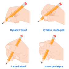 Illustration of four pencil grips: dynamic tripod, dynamic quadrupod, lateral tripod, and lateral quadrupod for medbridge healthcare training.
