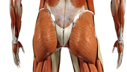 Medbridge anatomical model displaying human musculature and tendons sans skin.
