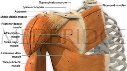 Diagram of shoulder muscles, showing supraspinatus, infraspinatus, deltoid, and attachments; medbridge.