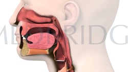 Medical diagram of a human head in profile, highlighting the nasal cavity, oral cavity, tongue, pharynx, larynx, and esophagus with labels for medbridge.