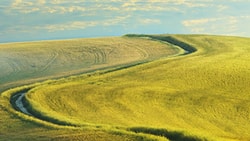 Rolling hills with fields of green and golden grass under a clear sky.