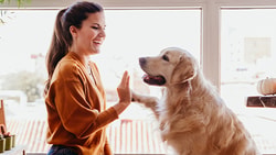 Woman and golden retriever high-five indoors near a window with plants and decor.