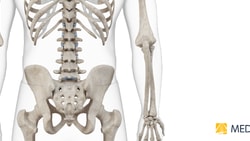 View of a human skeleton with focus on the spine, ribs, pelvis, and arm bones; medBridge logo is visible.