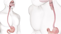 Diagram of the human digestive tract highlighting mouth, esophagus, and stomach for medbridge.