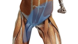 An anatomical illustration depicting colored muscle groups and bones in human thighs and knees, for medbridge.