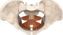 Top view illustration of a human pelvis with orange pelvic floor muscles, created for medbridge.