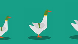 Three ducks with green heads and white bodies walk in a line from smallest to largest on a teal background.