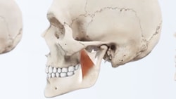 Side-view skull illustrations highlight jaw muscle locations: temporalis, masseter, and temporalis.