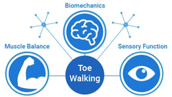 Diagram linking toe walking to biomechanics, sensory function, and muscle balance with respective icons on medbridge.
