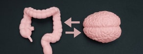 Plastic models of a brain and large intestine with arrows between them illustrate their connection, as used in medbridge healthcare education.