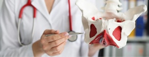 A person in a white coat points at pelvic model muscles with a pen, wearing a stethoscope, for medbridge healthcare education.
