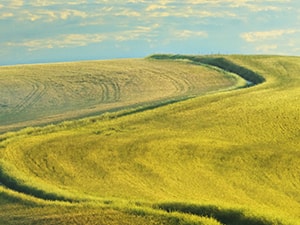 Rolling hills with fields of green and golden grass under a clear sky.