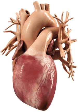 A 3D model of a human heart with major arteries and veins for medbridge.