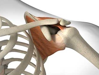 Diagram of a shoulder joint displaying bones and surrounding tissues, by Medbridge.