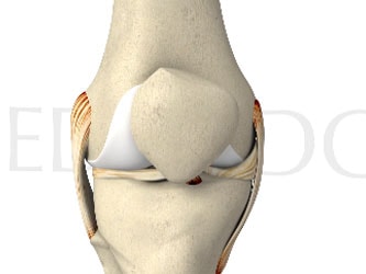 Front view illustration of a human knee joint with bones, ligaments, and tendons.
