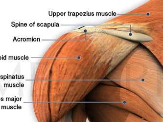 Illustration showing the shoulder muscles, including the trapezius sections, deltoid, infraspinatus, teres major, acromion, and scapula spine for medbridge.