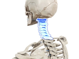 Side view of a human skeleton with blue-highlighted cervical vertebrae.