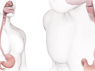 Diagram of the human digestive tract highlighting mouth, esophagus, and stomach for medbridge.