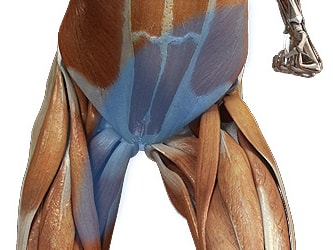 An anatomical illustration depicting colored muscle groups and bones in human thighs and knees, for medbridge.
