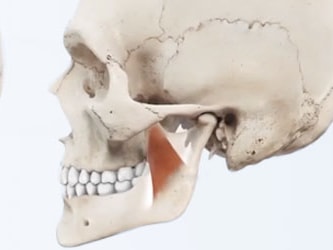 Side-view skull illustrations highlight jaw muscle locations: temporalis, masseter, and temporalis.