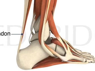 Diagram of the Achilles tendon linking calf muscles to the heel.