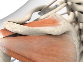 Illustration of shoulder muscles and bones, including scapula, humerus, and clavicle, from medbridge.