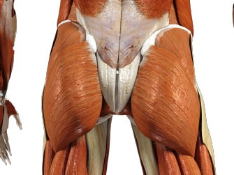Medbridge anatomical model displaying human musculature and tendons sans skin.