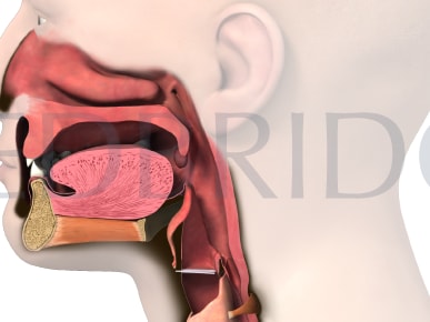 Medical diagram of a human head in profile, highlighting the nasal cavity, oral cavity, tongue, pharynx, larynx, and esophagus with labels for medbridge.