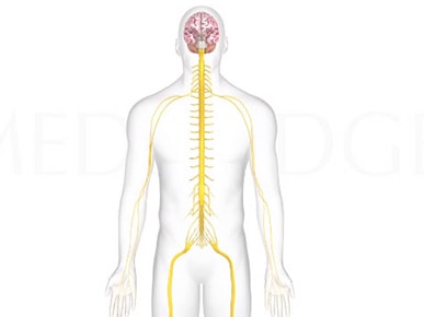 Diagram of the nervous system displaying the brain, spinal cord, and branching nerves.