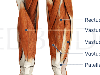 Diagram of the front view of human legs highlighting leg muscles and the patella bone from medbridge.