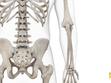 View of a human skeleton with focus on the spine, ribs, pelvis, and arm bones; medBridge logo is visible.