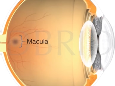 Cross-section of an eye diagram labeling parts like the macula, for medbridge.