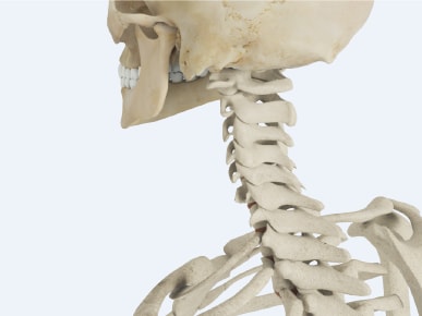 Side view of a human skeleton's upper body displaying the skull, jaw, neck vertebrae, and upper ribs with medbridge branding.